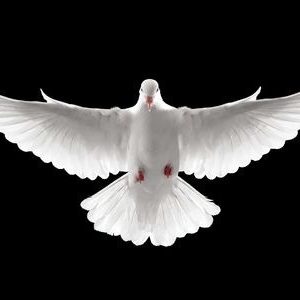 develop emotional freedom with spiritual counseling & coaching