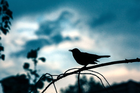 discover your purpose with spiritual counseling & coaching