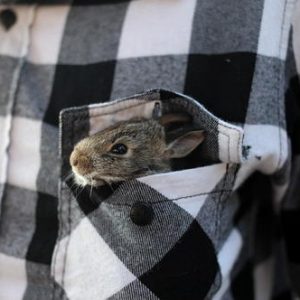 year of the water rabbit